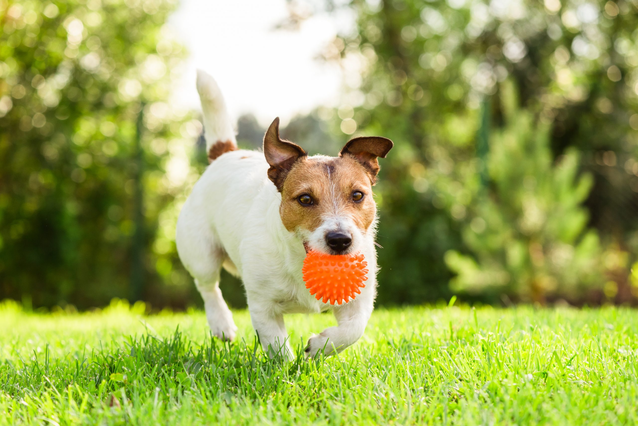 Jack Russell Terrier fetches toy bal